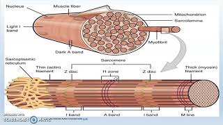 Sarcomere Structure and Function [upl. by Akemeuwkuhc]