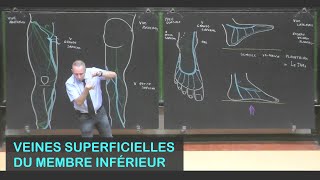 Anatomie des veines superficielles du membre inférieur Membre inférieur 11 [upl. by Neroled809]