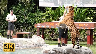 Tiger Island Show at Dreamworld Gold Coast Australia 4K 2021 [upl. by Wichman]