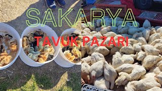 24032024 SAKARYA canlı tavuk 🐔 pazarı part 2 [upl. by Ellehs318]