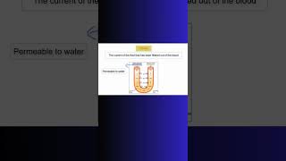 LOOP OF HENLE KIDNEYS kidney osmosis renal physiology nephron filtration water cell [upl. by Ahsilra]