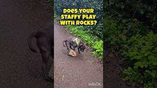 Blue Staffy plays with a BOULDER 🤣 shorts dog funny [upl. by Eirameinna]