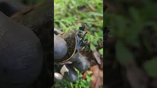 Florida Softshell Turtle Hatchling [upl. by Idroj957]