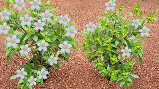 melastoma plant ൽ കണ്ട അത്ഭുത കാഴ്ച Kerala gardening ideas for home Malayalam garden [upl. by Gerda]