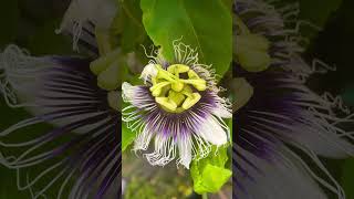 Passion flower tincture  Passiflora [upl. by Berlinda]