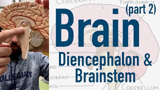 Brain Diencephalon and Brainstem [upl. by Perseus]