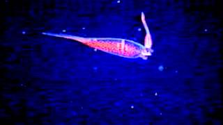 Cephalopod video Taonius pavo [upl. by Taima]