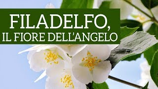 Filadelfo come prendersi cura del fiore dellangelo [upl. by Nekcarb]