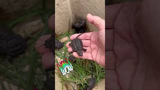 Turtle hatching day around here TurtleLover BabySnappingTurtles CountryLife [upl. by Uol]