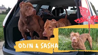 ODIN amp SASHA profitent de leur journée  HORS SAISON De Sport [upl. by Mara830]