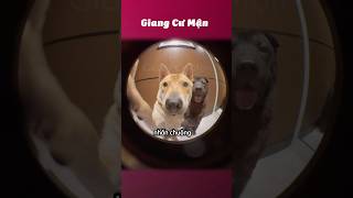 Mở cửa sen ơi 🦮🐕‍🦺giangcuman [upl. by Colis638]