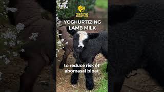 Bloat kills bottle lambs How to yoghurtise your milk [upl. by Natal]