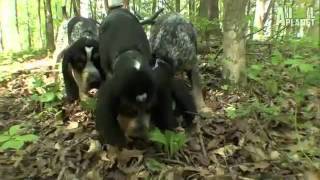 Dogs 101 Bluetick Coonhound [upl. by Tingley96]