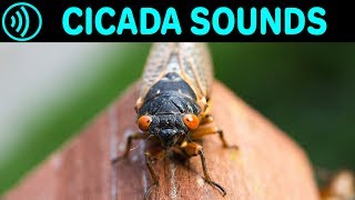 CICADA SOUNDS  Sound Effect of Cicadas in Summer at Night  Sounds of Cicada Chicharra Campanero [upl. by Atilegna15]