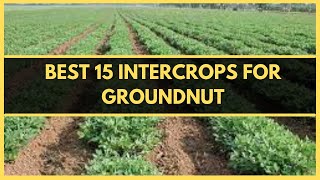 INTERCROPPINGBEST 15 CROPS TO INTERCROP WITH GROUNDNUT  PEANUT INTERCROPPING  GROUNDNUT FARMING [upl. by Aksehcnarf]