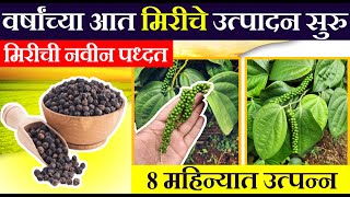 वर्षाच्या आत मिरीचे उत्पादन सुरु  मिरीची नवीन पद्धत  8 महिन्यात उत्पन्न blackpaper farming [upl. by Fiann956]