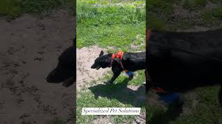 Dog Brace Helps This Pup Walk Without Pain animalrehabilitation [upl. by Westley308]