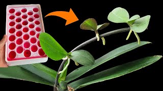 I propagated orchids using this method the results were surprising [upl. by Edrea]