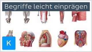 Wie man sich anatomische Begriffe leicht einprägt  Anatomie des Menschen  Kenhub [upl. by Sharman]