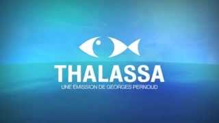 France 3  Thalassa Sonore HQ [upl. by Ytineres]