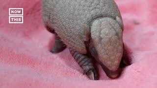 Handling Armadillos Safety Tips and Facts [upl. by Othelia]