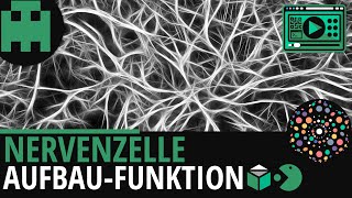 Nervenzelle Aufbau und Funktionâ”‚Biologie Lernvideo Learning Level Up [upl. by Batsheva420]