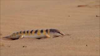 Sandfish Scincus scincus diving into the sands [upl. by Arissa]