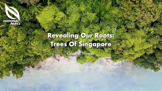 Revealing Our Roots Trees of Singapore  Virtual Tour of Singapores Coastal Forests [upl. by Oizirbaf392]