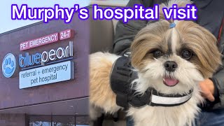 Update on Murphy’s hospital visit Got 1900 bill🤯 murphytheshihtzu803 [upl. by Meill]