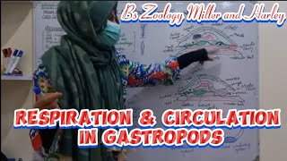 Respiration and Circulation in Gastropods  phylum Mollusca Class Gastropoda Bs Zoology [upl. by Oiluj]