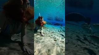 Tee time manatee manatees cuteanimals asmr asmrsounds satisfyingsounds freediver underwater [upl. by Nibor]