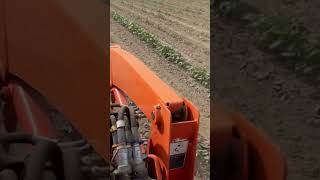 Spaying and cultivating peas on the farm White acres zipper pinkeyes and SaDandies [upl. by Shepley819]