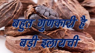 बड़ी इलायची  प्राकृतिक औषधि और इसके फायदे Large Cardamom  Ayurvedic herb amp Its Health Benefits [upl. by Fransisco]