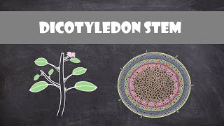 Dicot Stem Structure and Function  Plant Biology [upl. by Ynattib]