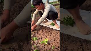 Planting technology of coriander seedlings [upl. by Dode321]