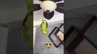 The funniest parrot😂🤣🤣 funny parrot funny birds parrot cute birds funny animals [upl. by Nitsugua]