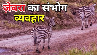 ज़ेबरा का संभोग व्यवहार  zebra mating रोचक जानकारी  Zebras Animal Mating Cycle In Hindi [upl. by Woodie]