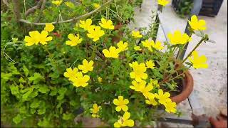 SUMMER FLOWERS🌸🌺🌻🌹🌷🌼💐My Garden [upl. by Yerfoeg]