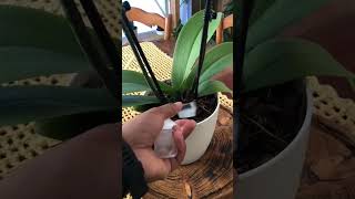 Orchid  orchid cultivation  orchid caring tips  orchid collection [upl. by Yeclehc]