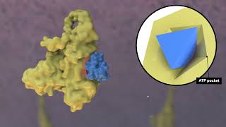 Mechanism of Action for Covalent and NonCovalent BTKi [upl. by March]