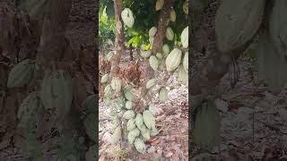 Cocoa tree fruiting in Ghana [upl. by Mcclelland872]