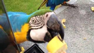 Hand feeding bananas to wild macaws [upl. by Sherlock]