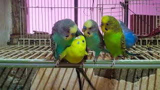 Budgies Sounds  part 8 for Lonely Budgies [upl. by Culbert270]