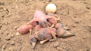 Greater honeyguide chick attacking little beeeater chicks [upl. by Shellans]