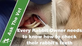 Every Rabbit Owner needs to know how to check their rabbits teeth Companion Animal Vets [upl. by Enos]