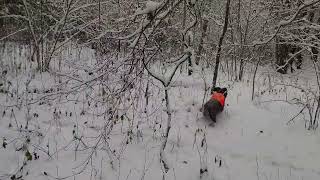 Vokiečių spanielis Deutscher Wachtelhund WAX z Sosnowej Zagrody in driven hunt [upl. by Adnirb972]