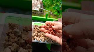 Coriander seeds youtubeshorts gardening shorts [upl. by Ledah]