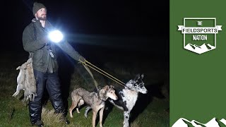 Lamping rabbits with lurchers – fast runs [upl. by Chaffee]