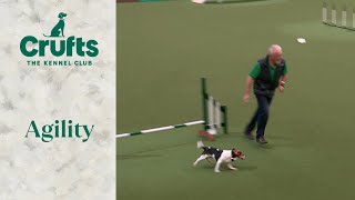 Spring Powered Jack Russell Terrier Bounces Through Agility  Crufts 2024 [upl. by Ekusoyr523]