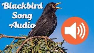 Blackbird Dawn Chorus  Audio Field Recording [upl. by Hniv]